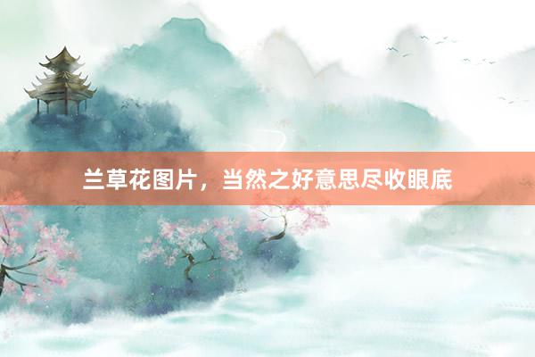 兰草花图片，当然之好意思尽收眼底